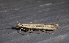 Anisoplaca ptyoptera