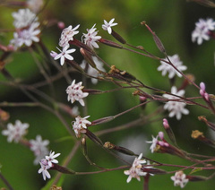 Stevia breviaristata