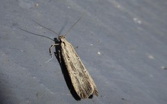 Anisoplaca ptyoptera