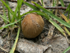 Coprinellus angulatus