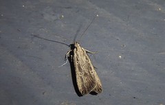 Anisoplaca ptyoptera