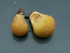 Lycoperdon flavotinctum