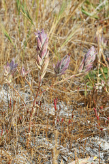 Chloropyron maritimum canescens