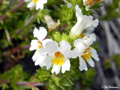 Euphrasia flavicans