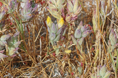 Chloropyron maritimum canescens