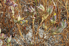 Chloropyron maritimum canescens