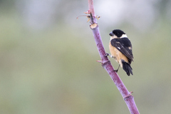 Sporophila torqueola