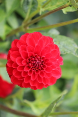 Dahlia hortensis