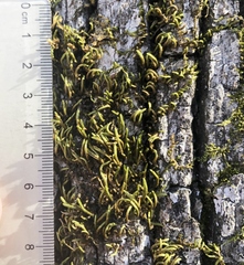 Leucodon andrewsianus