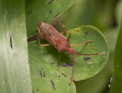 Plinachtus imitator