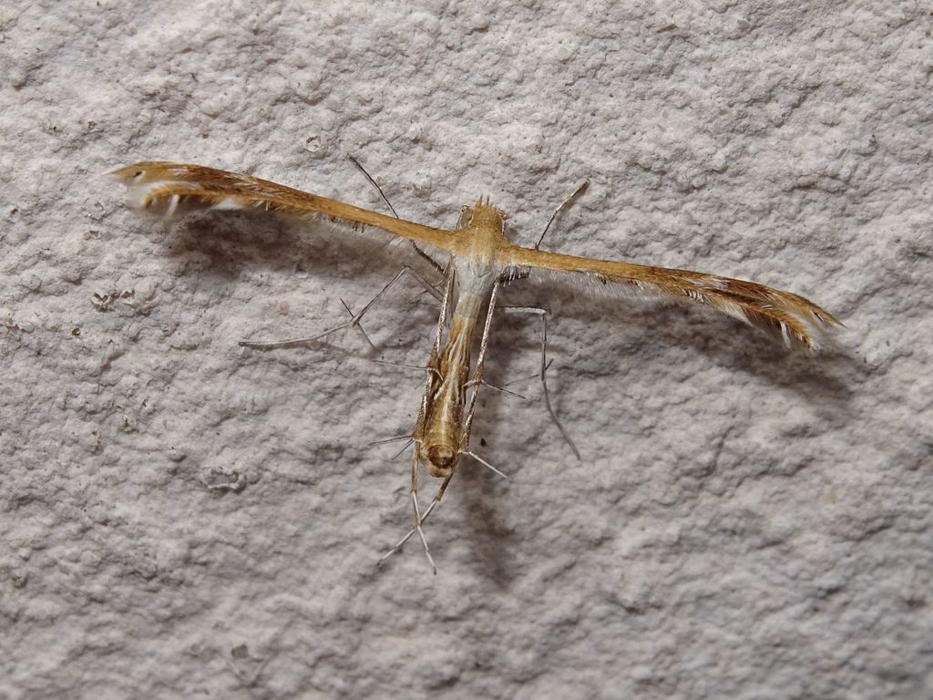 Spiderling Plume Moth