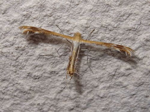 Spiderling Plume Moth