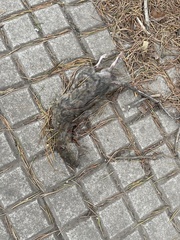 Rattus