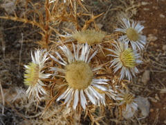 Carlina sicula
