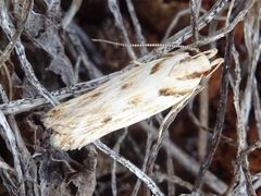 Stomopteryx detersella