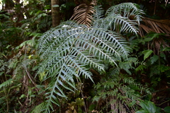 Pteris altissima