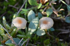 Rickenella mellea