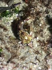 Oligocottus rubellio