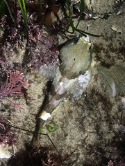 Artedius notospilotus