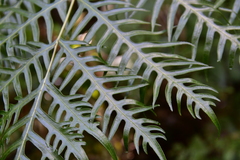 Pteris altissima
