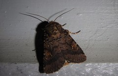 Proteuxoa tetronycha