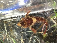 Oligocottus rubellio