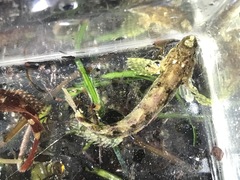 Paraclinus integripinnis