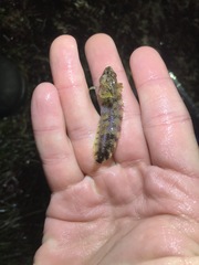 Paraclinus integripinnis