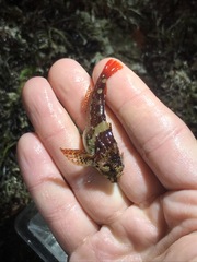 Oligocottus rubellio