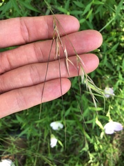 Nassella leucotricha