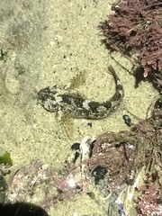 Clinocottus recalvus