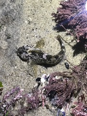 Clinocottus recalvus