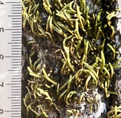 Leucodon andrewsianus