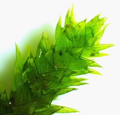 Leucodon andrewsianus