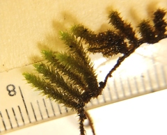 Leucodon andrewsianus