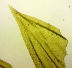 Leucodon andrewsianus