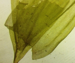 Leucodon andrewsianus