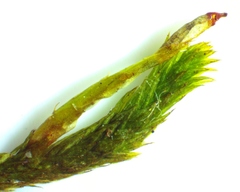 Leucodon andrewsianus