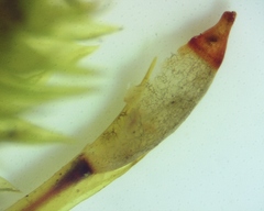 Leucodon andrewsianus