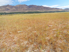 Pyrrocoma lanceolata lanceolata