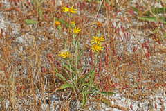 Pyrrocoma lanceolata lanceolata