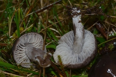 Dermoloma cuneifolium