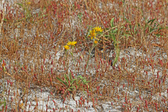 Pyrrocoma lanceolata lanceolata