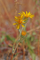 Pyrrocoma lanceolata lanceolata