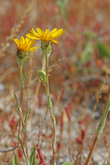 Pyrrocoma lanceolata lanceolata