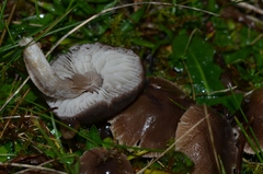 Dermoloma cuneifolium