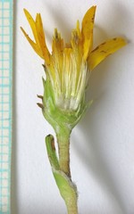 Pyrrocoma lanceolata lanceolata