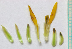 Pyrrocoma lanceolata lanceolata