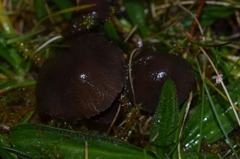 Dermoloma cuneifolium