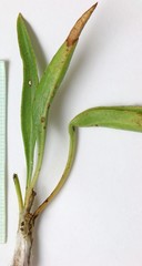 Pyrrocoma lanceolata lanceolata